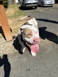 Found/Stray Male Dog last seen Near 129th Ave se, Bellevue, WA 98005