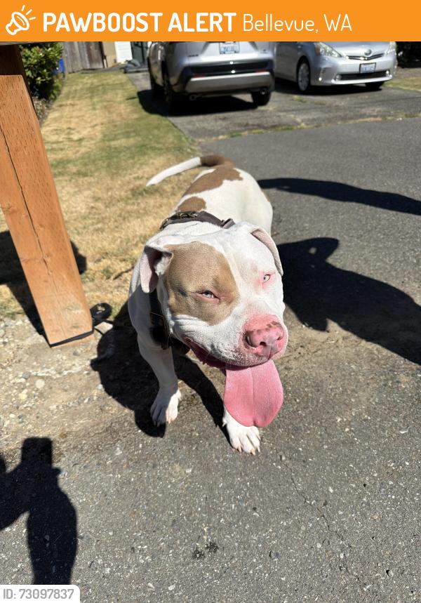 Found/Stray Male Dog last seen Near 129th Ave se, Bellevue, WA 98005