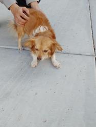 Found/Stray Male Dog last seen 303rd dr Thomas, Buckeye, AZ 85396