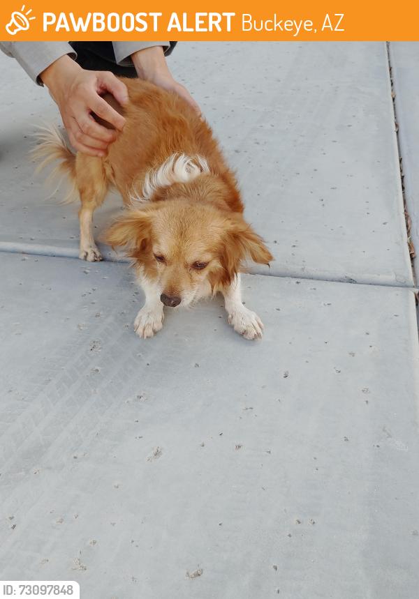 Found/Stray Male Dog last seen 303rd dr Thomas, Buckeye, AZ 85396