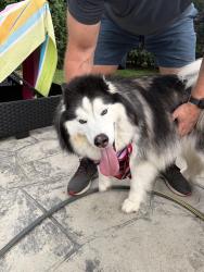 Reunited Male Dog last seen Windsor Drive and whispering trail, St. Charles Township, IL 60175