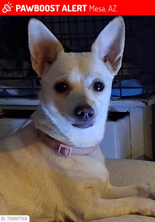 Lost Female Dog last seen Brown and center, Mesa, AZ 85201