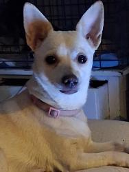 Lost Female Dog last seen Brown and center, Mesa, AZ 85201