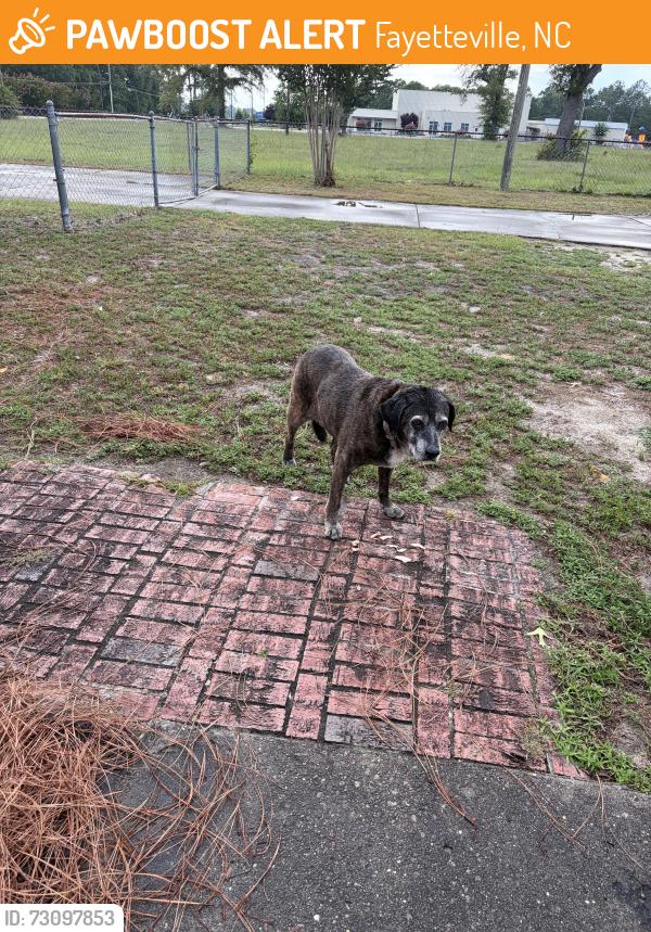 Found/Stray Unknown Dog last seen Jack Britt high school, Fayetteville, NC 28306