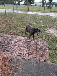 Found/Stray Unknown Dog last seen Jack Britt high school, Fayetteville, NC 28306