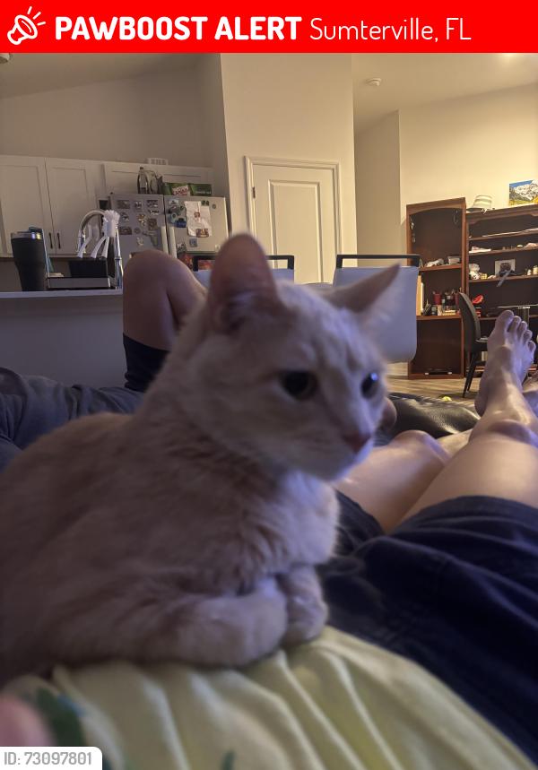 Lost Male Cat last seen Smart St, Sumterville, FL 33585