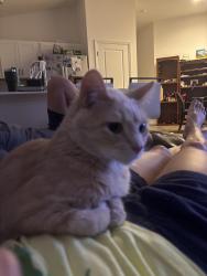 Lost Male Cat last seen Smart St, Sumterville, FL 33585