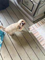 Reunited Male Dog last seen Olde Sycamore, Mint Hill, NC 28227