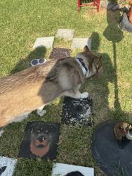 Found/Stray Unknown Dog last seen Hovenkamp, Richland Hills, TX 76118
