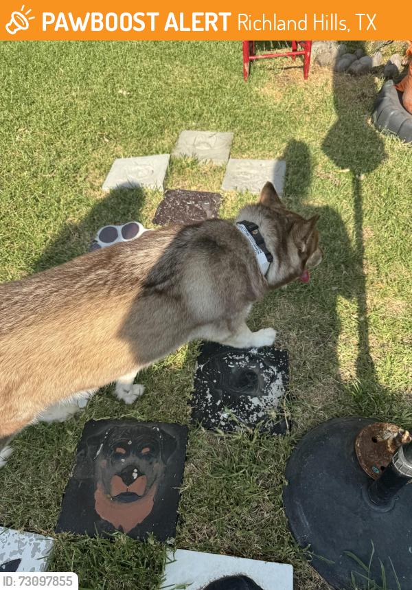 Found/Stray Unknown Dog last seen Hovenkamp, Richland Hills, TX 76118