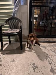 Found/Stray Male Dog last seen Broadway, Louisville, KY 40211