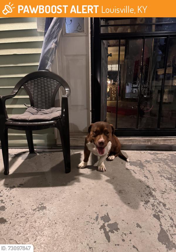 Found/Stray Male Dog last seen Broadway, Louisville, KY 40211