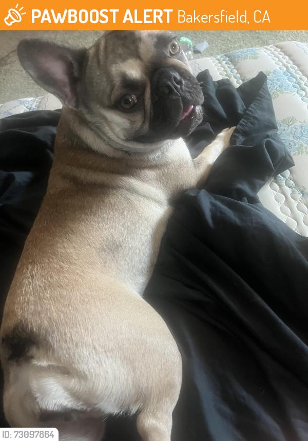 Found/Stray Female Dog last seen Castro ln /wilson, Bakersfield, CA 93304