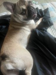 Found/Stray Female Dog last seen Castro ln /wilson, Bakersfield, CA 93304