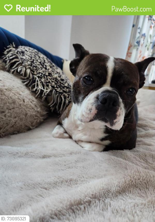 Reunited Female Dog last seen Halstead & Taylor, Chicago, IL 60607
