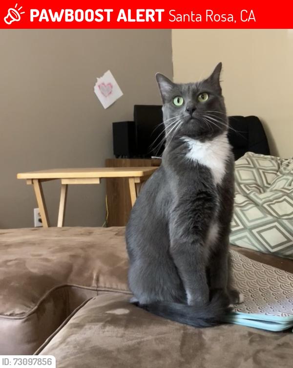 Lost Female Cat last seen Dennis & Elwin, Santa Rosa, CA 95403