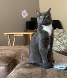 Lost Female Cat last seen Dennis & Elwin, Santa Rosa, CA 95403