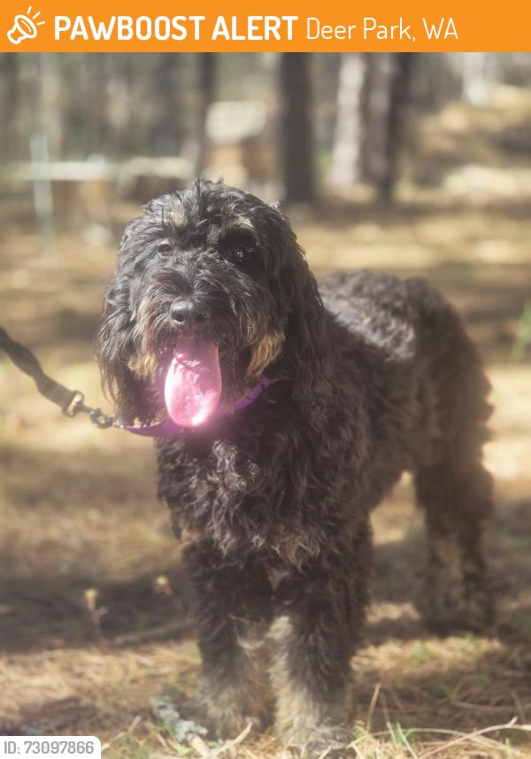 Found/Stray Female Dog last seen Crawford Street, Deer Park, WA 99006