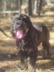 Found/Stray Female Dog last seen Crawford Street, Deer Park, WA 99006