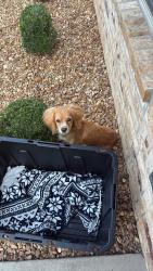 Found/Stray Male Dog last seen Story st, Brookland, AR 72417