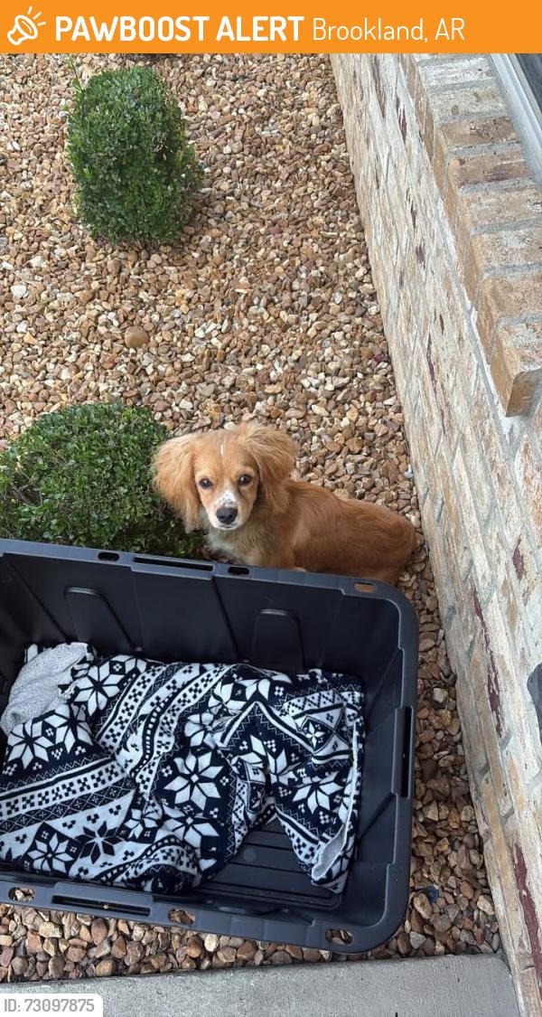 Found/Stray Male Dog last seen Story st, Brookland, AR 72417