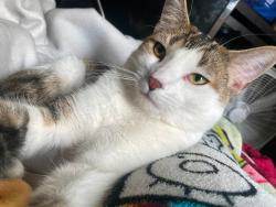 Reunited Male Cat last seen South Walter Ave and Harriet Street, Appleton, WI 54915