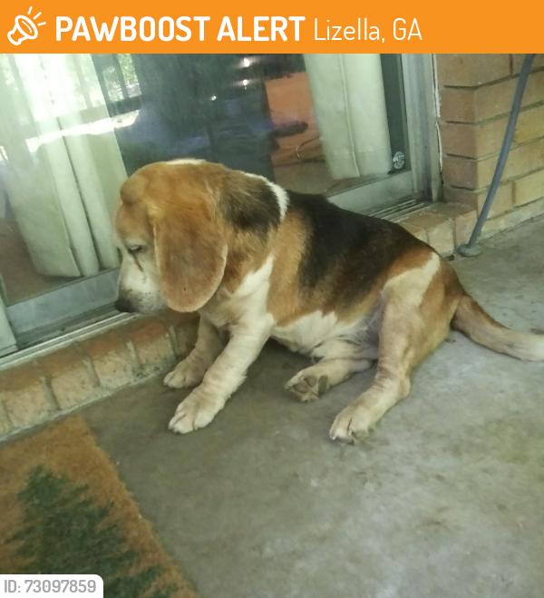 Found/Stray Male Dog last seen Redding Way/Columbus Rd/Hwy80 Lizella, GA, Lizella, GA 31052