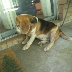 Found/Stray Male Dog last seen Redding Way/Columbus Rd/Hwy80 Lizella, GA, Lizella, GA 31052