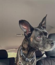 Lost Female Dog last seen Dairy Rd and Singleton, Titusville, FL 32796