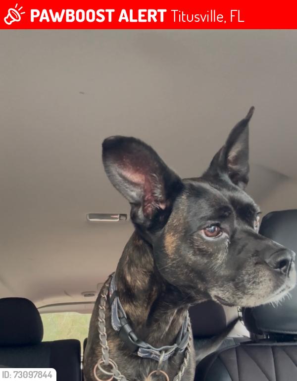 Lost Female Dog last seen Dairy Rd and Singleton, Titusville, FL 32796