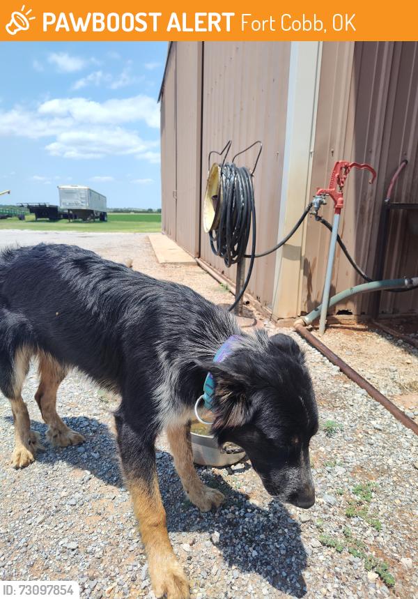 Found/Stray Female Dog last seen Cr 1240 and cs 2540, Fort Cobb, OK 73038
