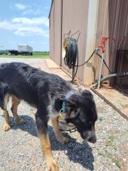 Found/Stray Female Dog last seen Cr 1240 and cs 2540, Fort Cobb, OK 73038