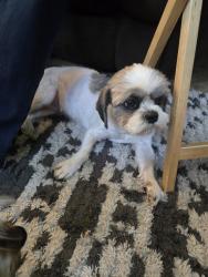 Found/Stray Female Dog last seen BENTSEN PALM DR AND 495, Palmview, TX 78572