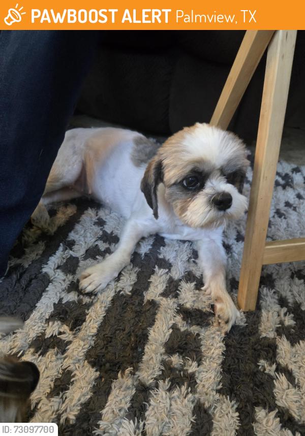 Found/Stray Female Dog last seen BENTSEN PALM DR AND 495, Palmview, TX 78572