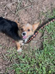 Reunited Male Dog last seen On Bob Holman road close to sandy creek park, Athens, GA 30607