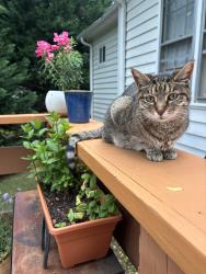 Lost Female Cat last seen Meredith Lane / Henderson Road / Gower, Greenville, SC 29607