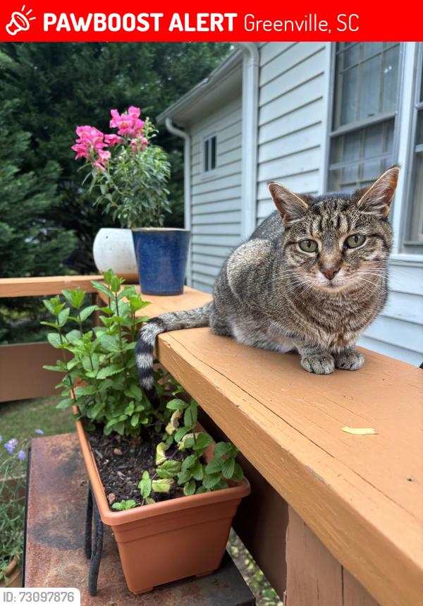 Lost Female Cat last seen Meredith Lane / Henderson Road / Gower, Greenville, SC 29607