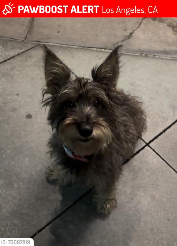 Lost Female Dog last seen Near Franklin Ave., Los Angeles, CA 90027
