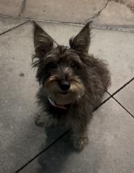 Lost Female Dog last seen Near Franklin Ave., Los Angeles, CA 90027