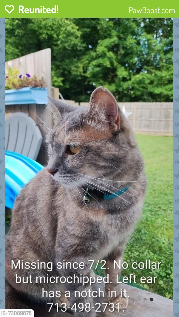 Reunited Female Cat last seen Beechgrove neighborhood , Independence, KY 41051