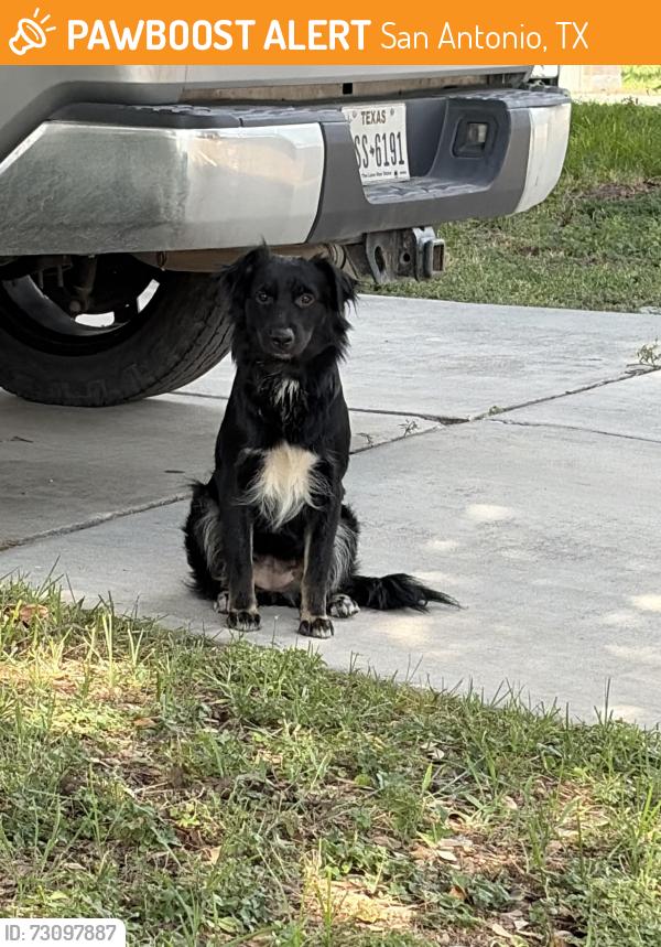 Found/Stray Male Dog last seen Parkland Green Dr, San Antonio, TX 78240