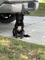 Found/Stray Male Dog last seen Parkland Green Dr, San Antonio, TX 78240