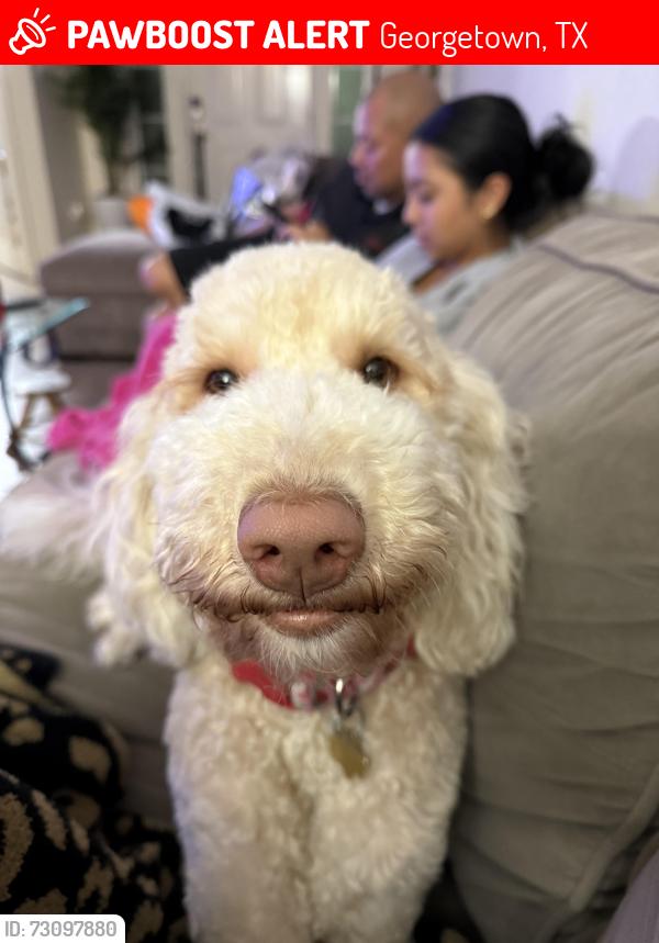 Lost Female Dog last seen Austin ave & Williams dr, Georgetown, TX 78626