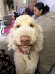Lost Female Dog last seen Austin ave & Williams dr, Georgetown, TX 78626