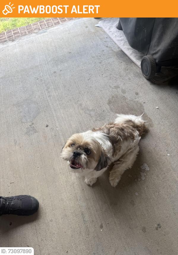 Found/Stray Male Dog last seen In Ashley plantation, Santa Rosa County, FL 32571