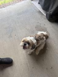 Found/Stray Male Dog last seen In Ashley plantation, Santa Rosa County, FL 32571