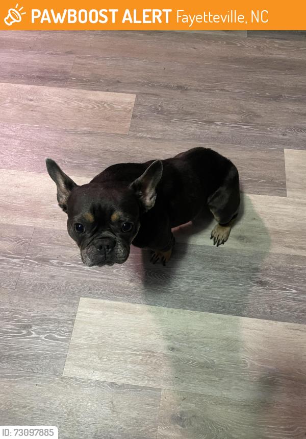 Found/Stray Unknown Dog last seen Waters Edge, Fayetteville, NC 28314