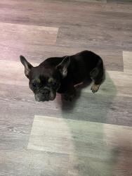 Found/Stray Unknown Dog last seen Waters Edge, Fayetteville, NC 28314