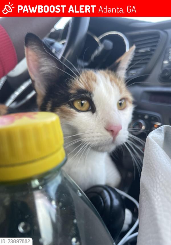 Lost Female Cat last seen Island Ford nature Trail, Atlanta, GA 30350