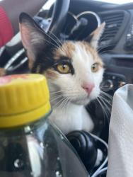 Lost Female Cat last seen Island Ford nature Trail, Atlanta, GA 30350